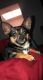 Chihuahua Puppies for sale in Wesley Chapel, FL, USA. price: NA