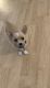 Chihuahua Puppies for sale in Monon, IN 47959, USA. price: NA