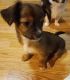 Chihuahua Puppies for sale in Elverson, PA 19520, USA. price: $900