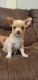 Chihuahua Puppies for sale in Berkeley, CA, USA. price: $700