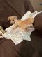Chihuahua Puppies for sale in Opelika, AL, USA. price: $450