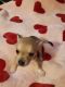 Chihuahua Puppies for sale in Orlando, FL, USA. price: $550
