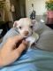 Chihuahua Puppies for sale in Everett, WA, USA. price: NA