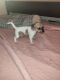 Chihuahua Puppies for sale in Williamsburg, Brooklyn, NY, USA. price: $900