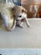 Chihuahua Puppies for sale in Moreno Valley, CA, USA. price: $600
