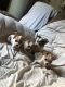 Chihuahua Puppies for sale in Carbondale, IL, USA. price: $350