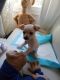 Chihuahua Puppies for sale in Norfolk, VA, USA. price: $600