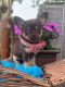 Chihuahua Puppies for sale in Oregon City, OR 97045, USA. price: NA