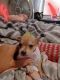 Chihuahua Puppies for sale in Braxton, MS 39044, USA. price: $500