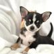 Chihuahua Puppies for sale in S Carolina St, Avon Park, FL 33825, USA. price: NA