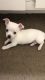 Chihuahua Puppies for sale in 7203 Bellerive Dr, Houston, TX 77036, USA. price: NA