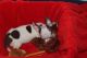 Chihuahua Puppies for sale in Shirley, NY, USA. price: NA