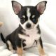 Chihuahua Puppies for sale in SC-544, Myrtle Beach, SC, USA. price: NA