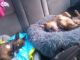 Chihuahua Puppies for sale in Bellingham, WA, USA. price: NA