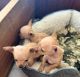Chihuahua Puppies for sale in Ramona, OK 74061, USA. price: NA