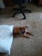 Chihuahua Puppies for sale in Lawrence, KS 66049, USA. price: $300