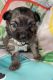 Chihuahua Puppies for sale in Fayetteville, NC, USA. price: $1,000
