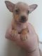 Chihuahua Puppies for sale in Maurepas, LA 70449, USA. price: NA