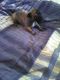 Chihuahua Puppies for sale in Shallotte, NC, USA. price: $500