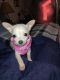 Chihuahua Puppies for sale in Braxton, MS 39044, USA. price: $500