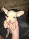 Chihuahua Puppies for sale in Graham, WA 98338, USA. price: $350