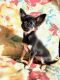 Chihuahua Puppies for sale in Gilbert, SC, USA. price: NA