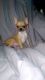 Chihuahua Puppies for sale in Ligonier, IN 46767, USA. price: NA