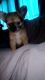 Chihuahua Puppies for sale in Ligonier, IN 46767, USA. price: NA