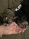 Chihuahua Puppies for sale in Braselton, GA, USA. price: NA