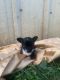 Chihuahua Puppies for sale in KY-245, Kentucky, USA. price: NA