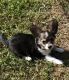Chihuahua Puppies for sale in Bonduel, WI 54107, USA. price: NA