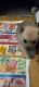 Chihuahua Puppies for sale in Hialeah, FL, USA. price: $100