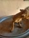 Chihuahua Puppies for sale in 2721 McAdoo Ave, Modesto, CA 95350, USA. price: $100