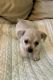 Chihuahua Puppies for sale in 2330 Wayne Ave, Dayton, OH 45420, USA. price: NA