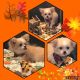 Chihuahua Puppies for sale in Stevensburg, VA 22741, USA. price: $750
