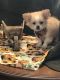 Chihuahua Puppies for sale in Stevensburg, VA 22741, USA. price: NA