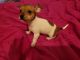 Chihuahua Puppies for sale in Williamsburg, Brooklyn, NY, USA. price: $700