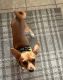 Chihuahua Puppies for sale in Honolulu, HI, USA. price: $400