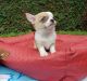 Chihuahua Puppies for sale in New York, NY, USA. price: $280
