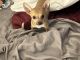 Chihuahua Puppies for sale in Navarre, FL 32566, USA. price: $200