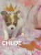 Chihuahua Puppies for sale in Redding, CA 96003, USA. price: NA