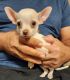 Chihuahua Puppies for sale in Poteet, TX 78065, USA. price: NA