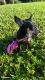 Chihuahua Puppies for sale in West Palm Beach, FL 33411, USA. price: NA
