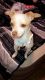 Chihuahua Puppies for sale in Bastrop, TX 78602, USA. price: $40