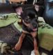 Chihuahua Puppies for sale in Lawrence, KS, USA. price: $500
