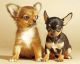 Chihuahua Puppies for sale in California City, CA, USA. price: $400