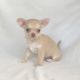 Chihuahua Puppies for sale in Centereach, NY, USA. price: NA
