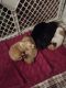 Chihuahua Puppies for sale in 2008 Nimitz Dr, Killeen, TX 76543, USA. price: NA