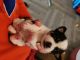 Chihuahua Puppies for sale in De Soto, MO 63020, USA. price: $800
