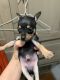 Chihuahua Puppies for sale in Kearney, NE, USA. price: NA